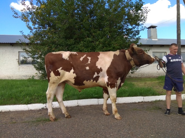 КЛАЙД 242001 ЕТ КСГФ-306